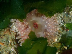 Urticina clandestina