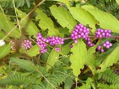 Callicarpa
