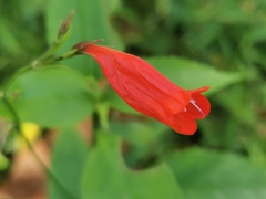 Ruellia brevifolia