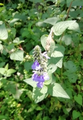 Salvia amarissima