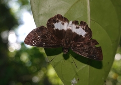 Tagiades menaka