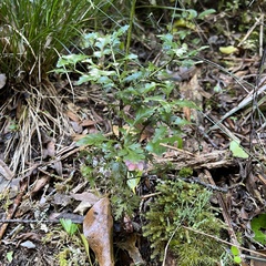 Phyllocladus alpinus
