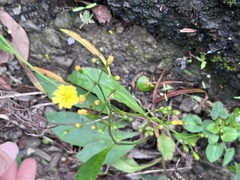 Ixeridium laevigatum