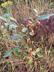 Aronia arbutifolia