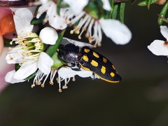 Castiarina xanthopilosa