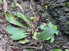 Ixeridium laevigatum