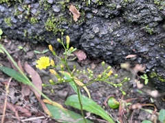 Ixeridium laevigatum