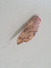 Drepanacra binocula