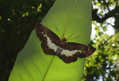 Gerosis phisara