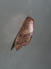 Drepanacra binocula