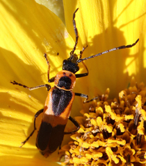 Chauliognathus limbicollis