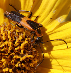 Chauliognathus limbicollis