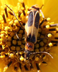 Chauliognathus omissus