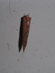 Drepanacra binocula