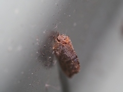 Drepanacra binocula