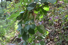 Canavalia septentrionalis