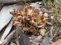 Clavulina vinaceocervina