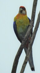 Platycercus eximius x adscitus