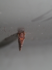 Drepanacra binocula