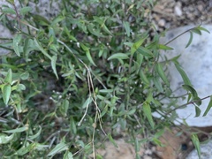 Carlowrightia arizonica
