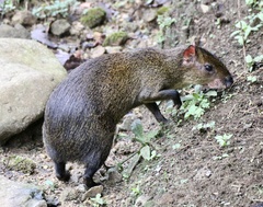 Dasyprocta variegata