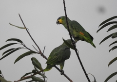 Amazona amazonica amazonica