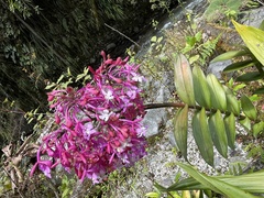 Epidendrum porphyreum