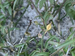 Carlowrightia arizonica