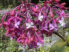 Epidendrum porphyreum