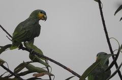 Amazona amazonica amazonica