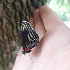 Chlosyne ehrenbergii