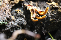 Cordyceps