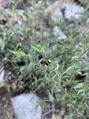 Carlowrightia arizonica