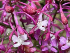 Epidendrum porphyreum