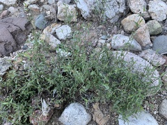 Carlowrightia arizonica