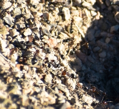 Endiodioctes