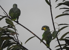 Amazona amazonica amazonica