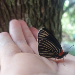 Chlosyne ehrenbergii