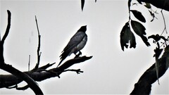 Coracina novaehollandiae