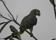 Amazona amazonica amazonica