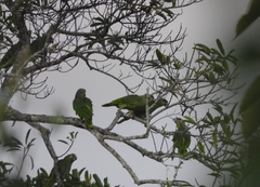 Amazona amazonica amazonica