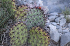 Opuntia stenopetala