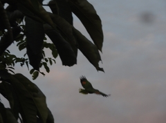 Amazona amazonica amazonica