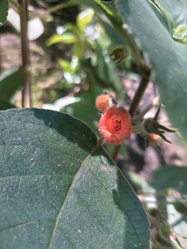 Image of Kohleria hirsuta by (c) Daniel Mesa, some rights reserved (CC BY)