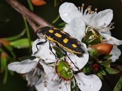 Castiarina xanthopilosa