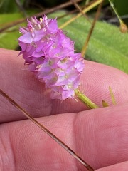 Polygala cruciata