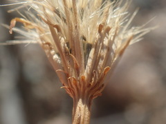 Adenophyllum cooperi