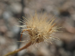 Adenophyllum cooperi