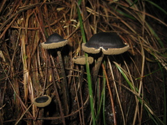 Lyophyllaceae
