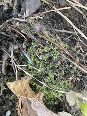Rhizomnium punctatum